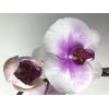 Storczyk Orchidea 2 sztuki mix kolorów